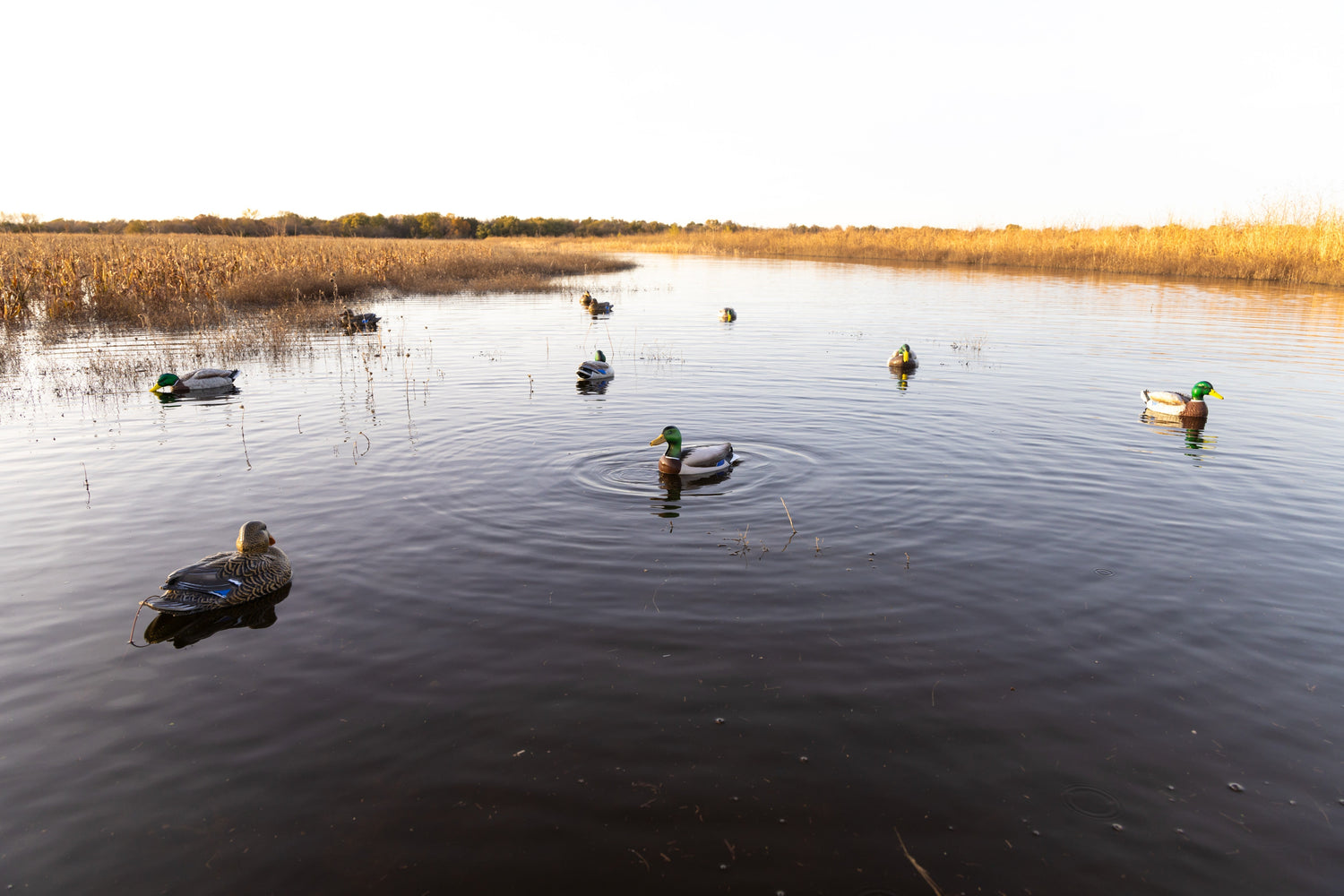 Duck Decoys for Sale