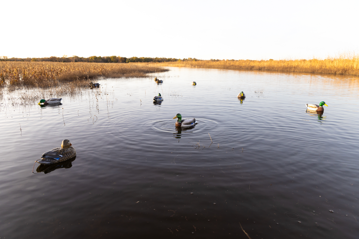 Gift Guide: Best Duck Decoys & Kits for Hunters (Holiday & Father's Day Picks)