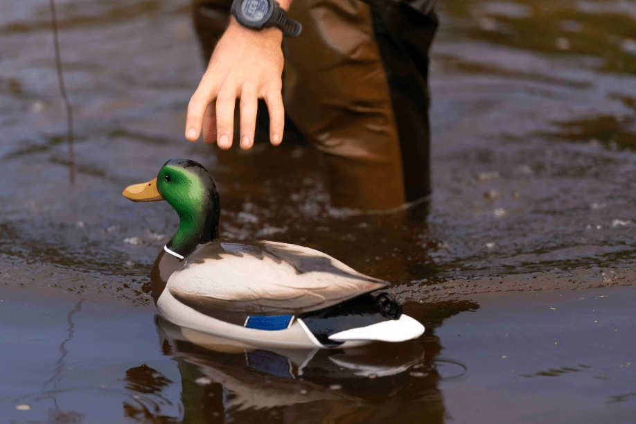 How Local Guides Use Our Decoys to Put Clients on Birds — Pro Setups - Jahpoo