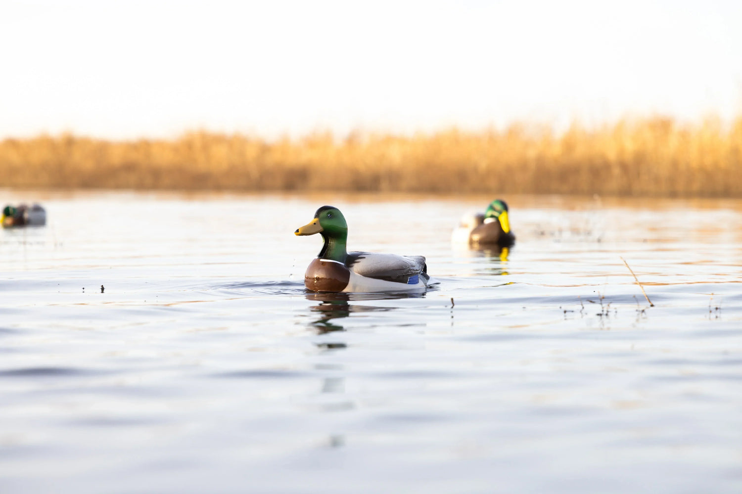 Duck Decoys for Sale 