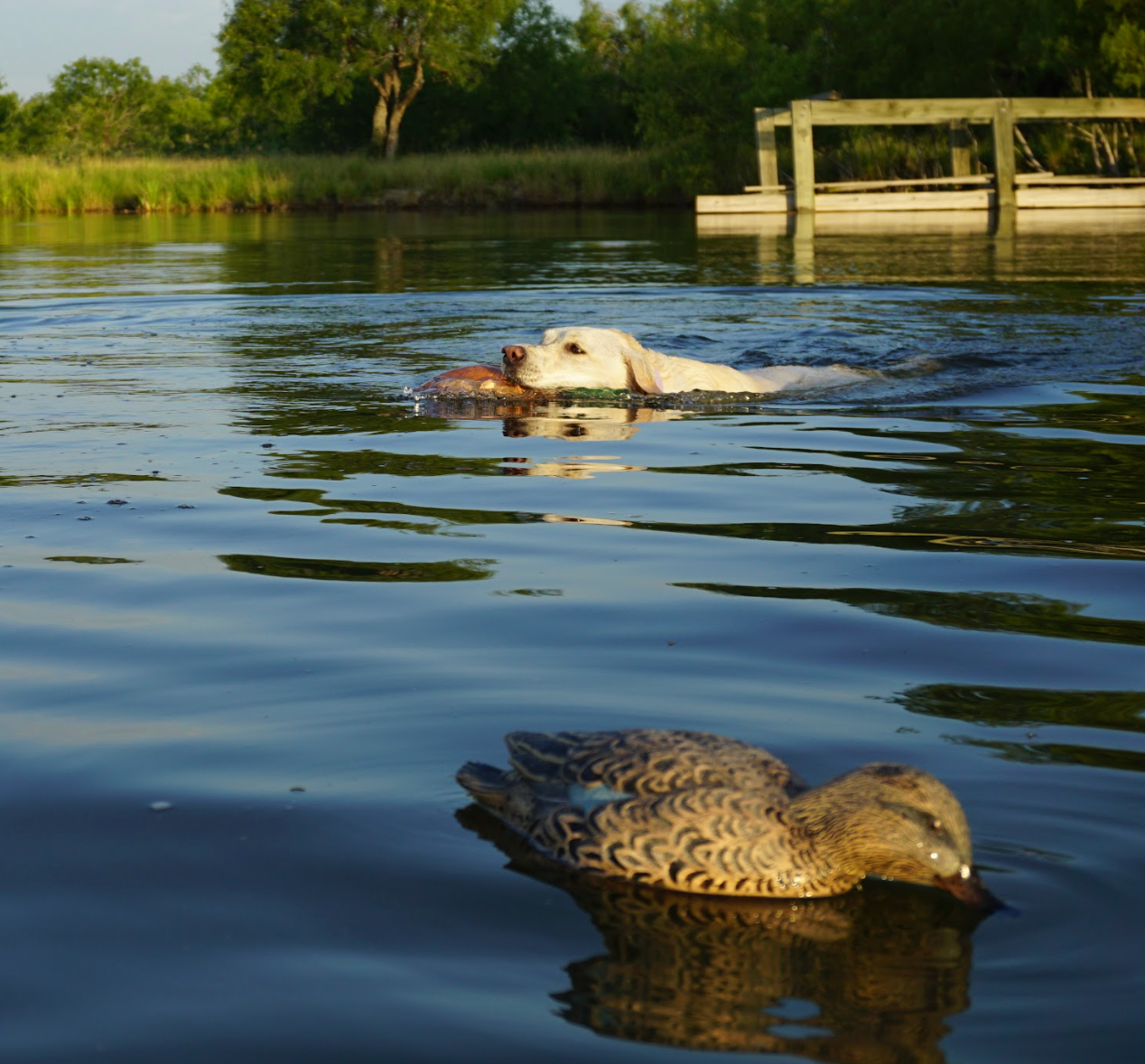 Duck-Hunting-Decoy