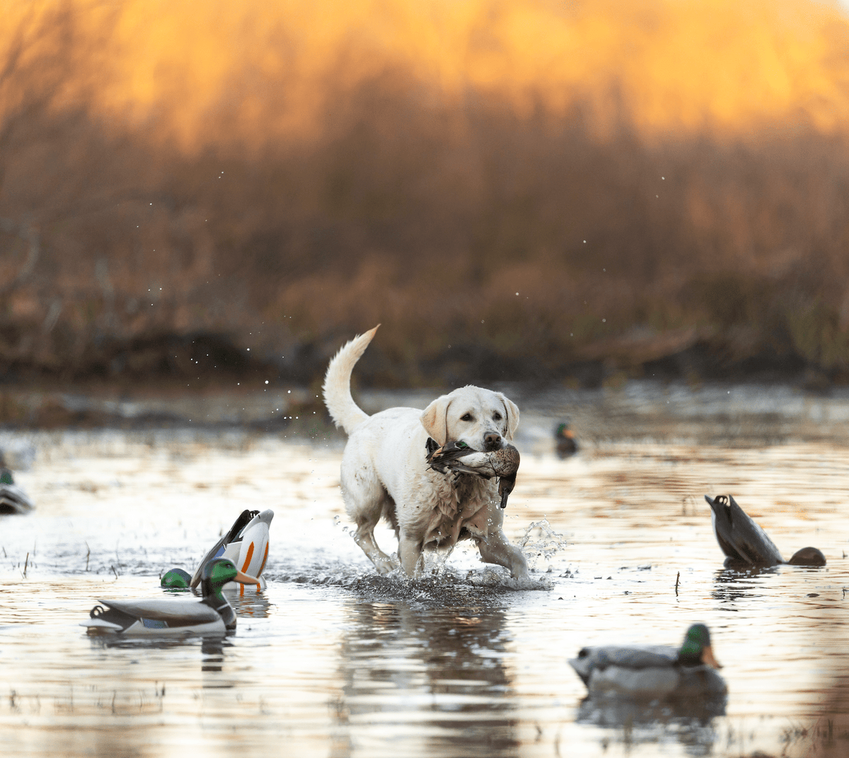 The Bond Between a Waterfowl Hunter and His Dog | Jahpoo Motion Duck Decoys - Jahpoo