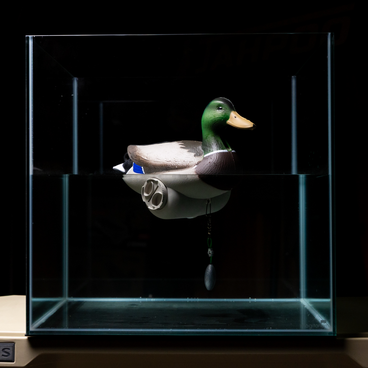 AJahpoo Decoy mallard drake inside a clear rectangular glass tank, shown on a dark background with the partner brand pecos plaque visible on the base.