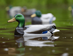 Flyway Deputy - Mallard Drake Motion Duck Decoy (The Shed) - Jahpoo