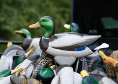 Flyway Deputy - Mallard Drake Motion Duck Decoy (The Shed) - Jahpoo