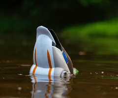 Flyway Deputy - Mallard Drake Motion Duck Decoy (The Shed) - Jahpoo